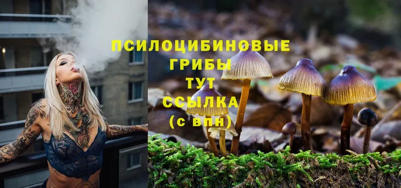 Псилоцибиновые грибы Cubensis  где продают   кракен tor  Воскресенск 